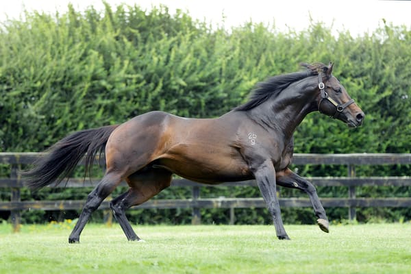 Diverse Stallion Talent Among NZB National Online Yearling Sale