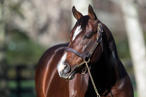 Contributer headlines Mapperley Stud’s 2023 stallion roster