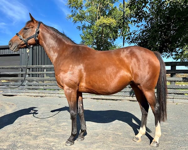 Sir Patrick Hogan Dispersal Sale Amasses More Than $3.5 Million