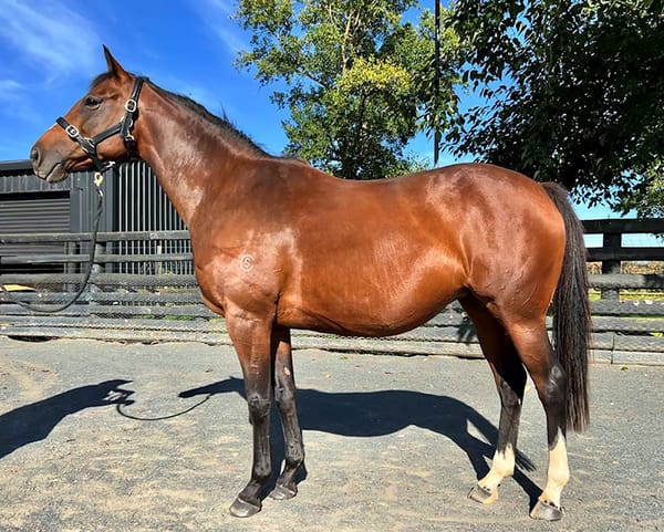 Sir Patrick Hogan Unreserved Dispersal live