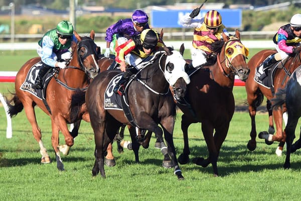 Manifique looking for stakes race success