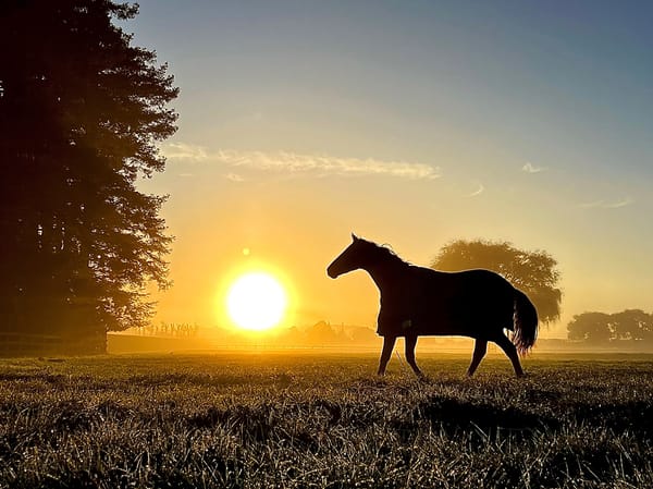Sir Patrick Hogan Unreserved Dispersal Sale launches next week