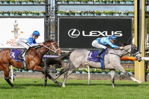 Group One option for Le Zebra