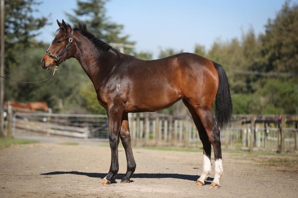 Plenty of Catalogue Highlights in NZB National Weanling & Broodmare Sale