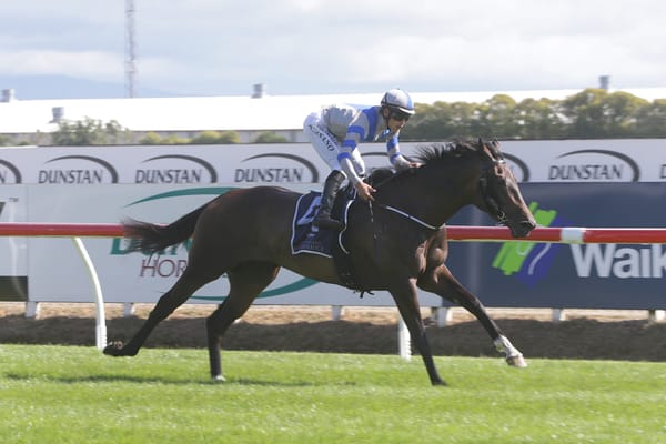 Sakura Girl thriving in Queensland