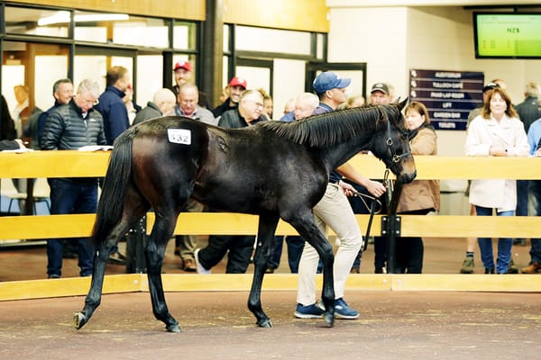 Ocean Park weanling draws Group One comparison