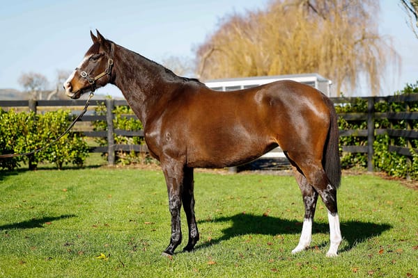 Group One bloodlines in National Online Breeding Stock Sale on Gavelhouse Plus