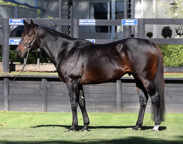 Champion sire Proisir completes Rich Hill Stud’s unfinished business