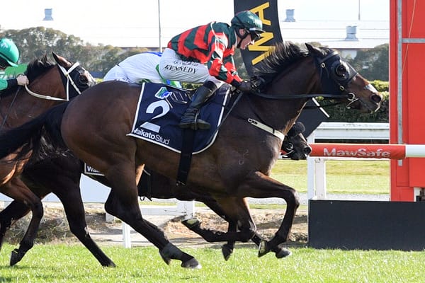 Wexford Stables set to unveil debutants at Avondale