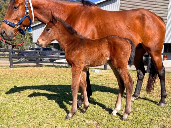 First foals for Sword Of State