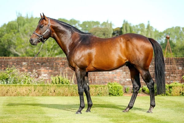 Another highlight for super sire Per Incanto