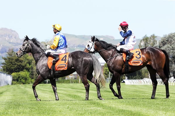 Stable pet becoming stable star