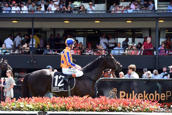 Stakes-winning Synchronize (NZ) for sale on Gavelhouse Plus