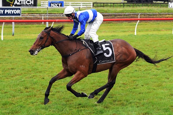 Gino super in Tauranga Stakes