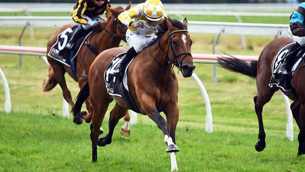 Winning treble for Cole Racing at Rotorua