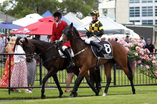 Snazzytavi on top at Te Rapa