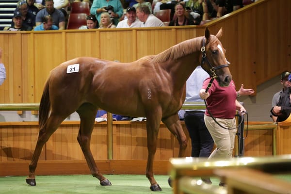Prowess sibling sets Karaka ring alight
