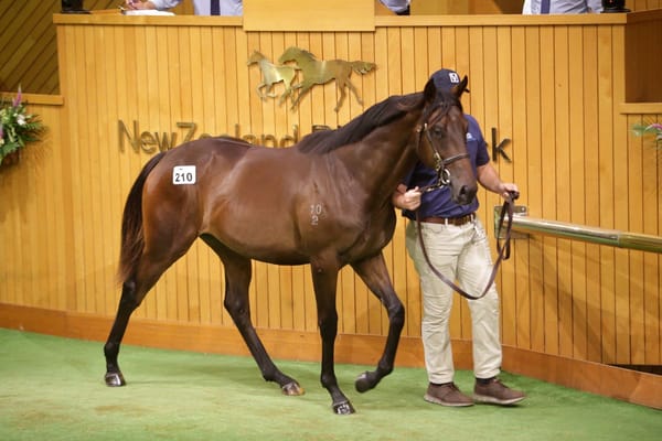 Kingman colt is Hong Kong bound