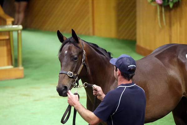 Richards secures Per Incanto colt for $500,000
