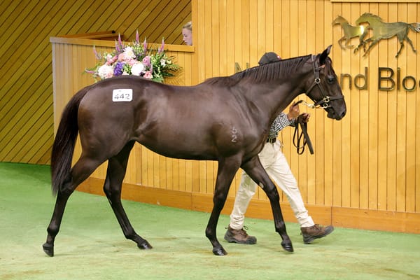 Mills snares another Savabeel filly