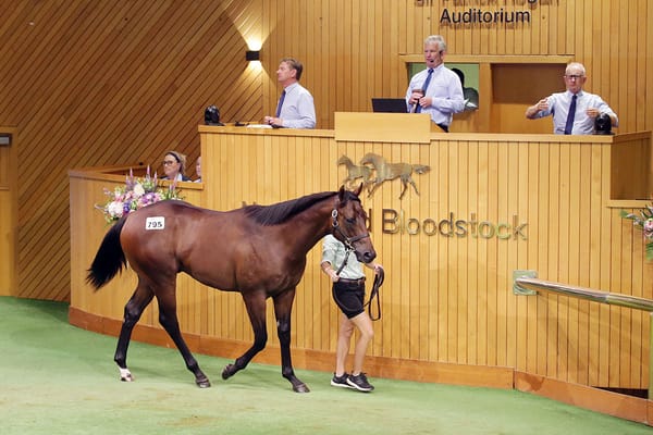 Ardrossan colt set for Karaka return