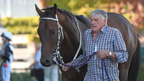 Ace Royale ready for raceday return