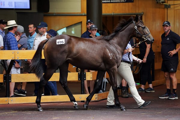 Coeur Volante resemblance prompts Moroney purchase