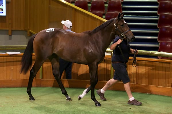 Kingsclere hope Proisir lightning will strike twice