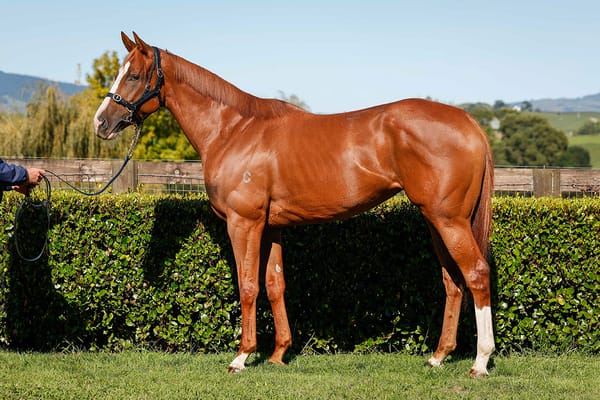 Te Akau to extend golden run with gavelhouse.com