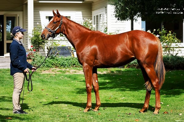 Written Tycoon Filly Tops Online Sale