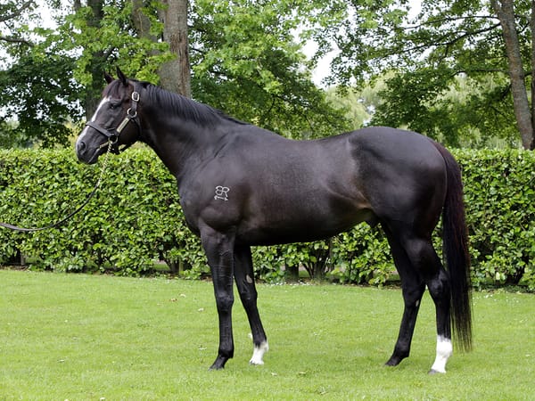 Emerging Sires Add Depth to National Weanling Sale