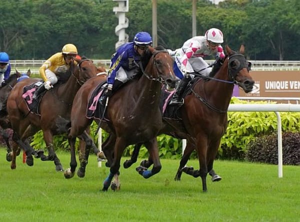 Cavalry leads charge for kiwi breds in Singapore