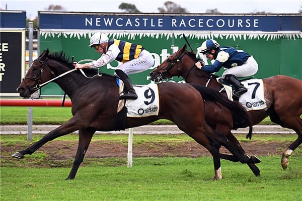 Hezashocka lands Gosford Gold Cup