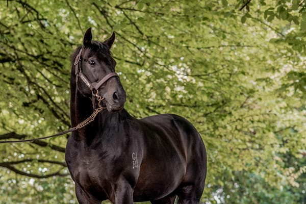 Progeny of Proven Sires Accessible in Weanling Sale