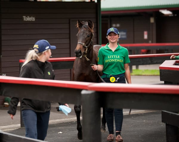 Weanling Sale Catalogue Loaded With Karaka Quality