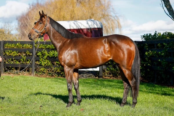 Blue-blooded Full Tilt on the market in National Online Breeding Stock Sale