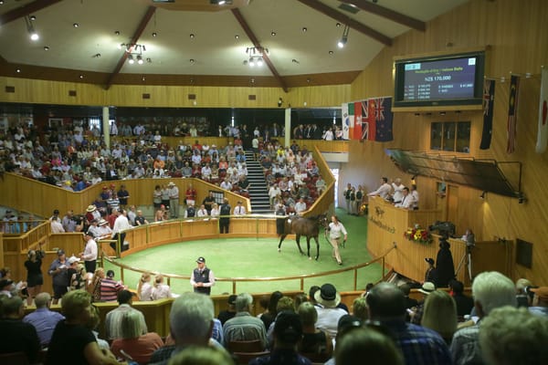 Countdown to NZB's 2024 Ready to Run Sale