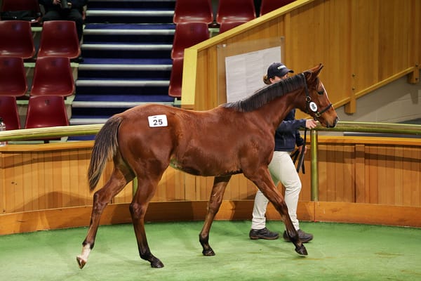 Harding secures sale-topping Satono Aladdin filly