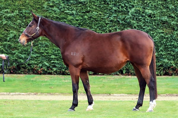 Per Incanto pregnancies head Little Avondale offering in National Online Breeding Stock Sale