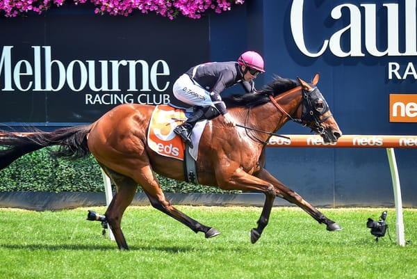 Stakes winner to make New Zealand debut