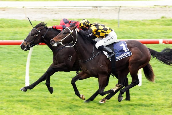 Talented gelding All In for Breeders challenge