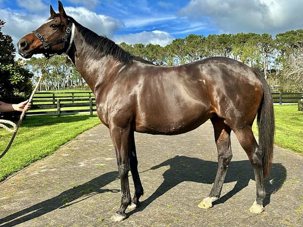 Jamieson Park offers well-credentialled mares on gavelhouse.com