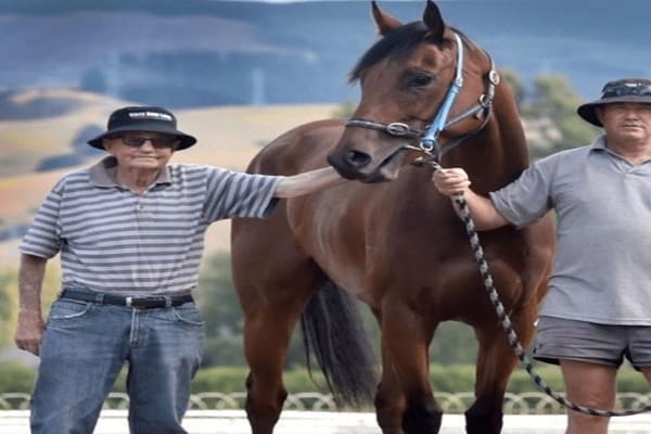 Anderton recognised for lifelong commitment to thoroughbred industry