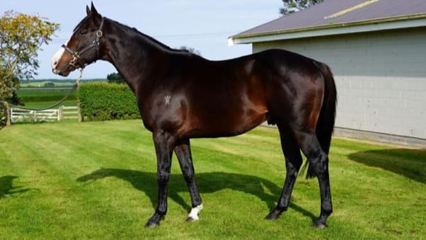 Cat’s bold run is a timely boost for Grangewilliam