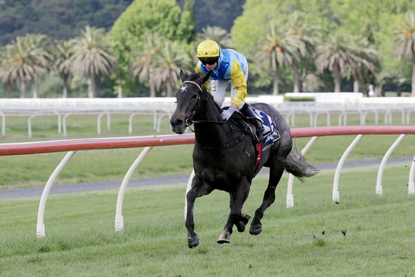 Hankee Alpha Shines in Three-Year-Old Spotlight