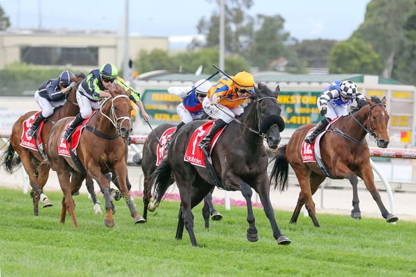 Savoir Faire strikes for Te Akau at Cranbourne