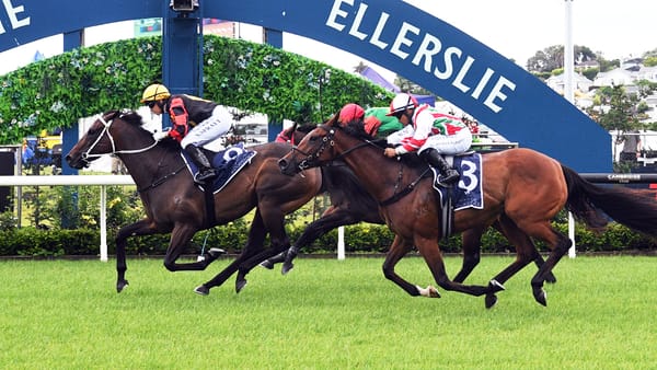 Provence Delivers Christmas Cheer for Marsh