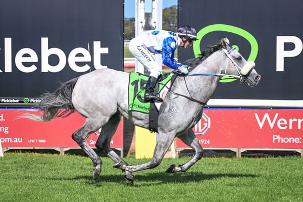 Will Rose wilt in hot weather?