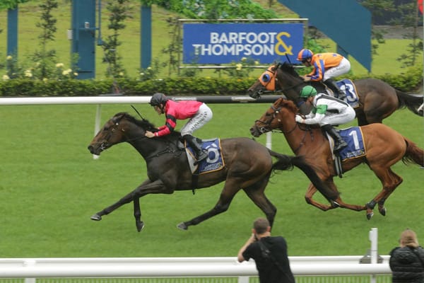 No doubt Willydoit an astute Karaka purchase