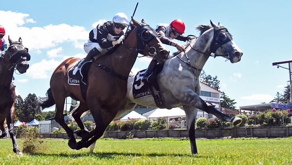 Tauranga consolation prize for Lingjun Xiongfeng